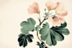 draw an unique botanical illustration