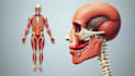 create anatomy, medical, and scientific illustrations