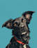 draw pet portrait with disney style