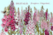 create nature inspired illustrations and portraits