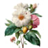 illustrate best botanical illustration