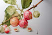 do fabulous botanical illustration