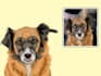 draw pet portrait in 12 hours