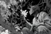 draw simple black and white illustration