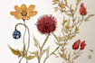 draw botanical illustration art for you