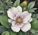 illustrate best botanical illustration