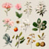 illustrate best botanical illustration