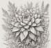 create a botanical illustration