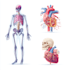 draw exercise, medical and anatomy illustrations