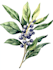 illustrate best botanical illustration