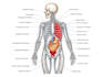do medical illustration art