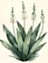 best botanical illustration art