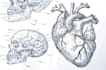 create medical illustrations, infographics, diagrams