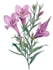 illustrate best botanical illustration