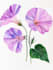 best botanical illustration art