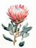 best botanical illustration art