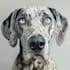 create a custom watercolor pet portrait or pet painting