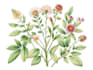 create digital botanical  illustration