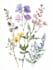 draw a botanical illustration