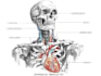 draw detailed medical illustrations