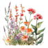 create a botanical watercolor illustration art