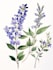 best botanical illustration art
