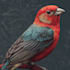 illustrate any bird you want