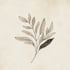 do boho hand drawn botanical minimalist logo design