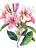 illustrate best botanical illustration