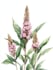 illustrate best botanical illustration