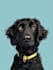 draw  pet portrait illustration