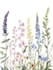 draw a botanical illustration