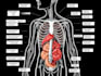 draw exercise, medical and anatomy illustrations