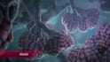 create 3d immunotherapy and cell therapy medical animation biotech moa
