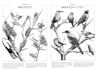 teach you how to draw