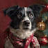 draw your christmas pet portrait