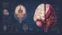 design scientific illustration scientific figure