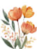 line art illustrations, botanical flowers, plants