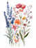 draw a botanical illustration