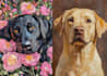 paint a pet oil painting on canvas with free shipping