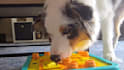 create dog ugc video ads for your pet product or service