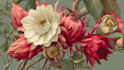 illustrate best botanical illustration