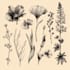 illustrate best botanical illustration