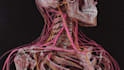 design medical and scientific illustration
