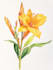 draw a botanical illustration