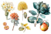 paint a fascinating botanical illustration
