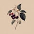 illustrate best botanical illustration