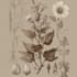 illustrate best botanical illustration