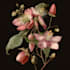 best botanical illustration art