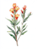 draw a botanical illustration